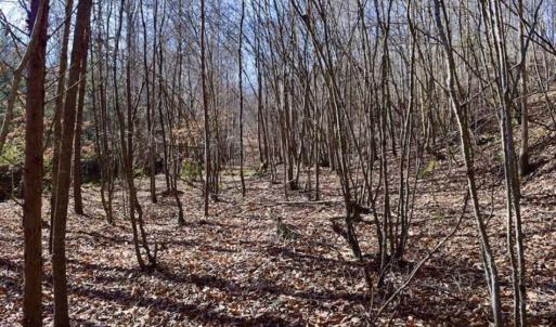Photo of 48.679 Acres of Hunting / Recreation Land For Sale in Amherst County VA!