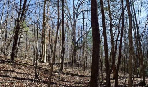 Photo of 48.679 Acres of Hunting / Recreation Land For Sale in Amherst County VA!