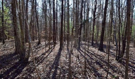 Photo of 48.679 Acres of Hunting / Recreation Land For Sale in Amherst County VA!