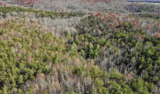 Photo of 48.679 Acres of Hunting / Recreation Land For Sale in Amherst County VA!