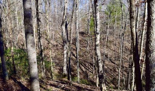 Photo of 48.679 Acres of Hunting / Recreation Land For Sale in Amherst County VA!