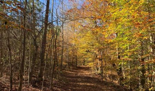 Photo of 302 + / - Acres of Hunting and Timberland for Sale in Sussex County VA!