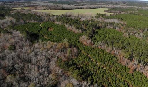 Photo of 302 + / - Acres of Hunting and Timberland for Sale in Sussex County VA!