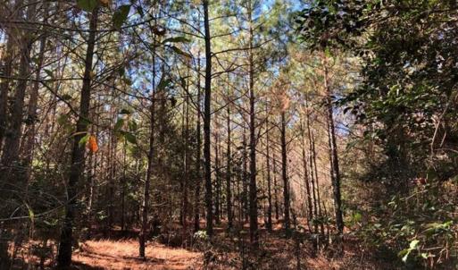 Photo of 302 + / - Acres of Hunting and Timberland for Sale in Sussex County VA!