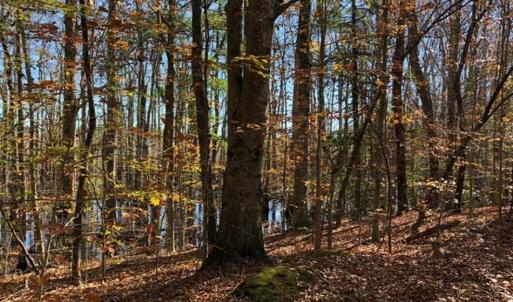 Photo of 302 + / - Acres of Hunting and Timberland for Sale in Sussex County VA!