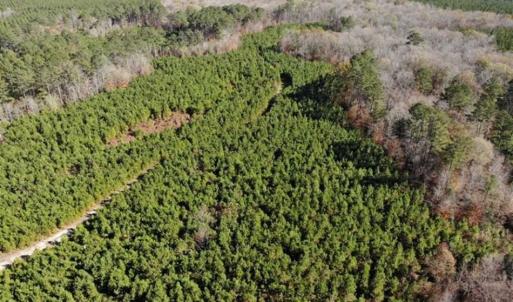 Photo of 302 + / - Acres of Hunting and Timberland for Sale in Sussex County VA!