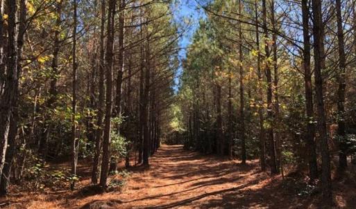 Photo of 302 + / - Acres of Hunting and Timberland for Sale in Sussex County VA!