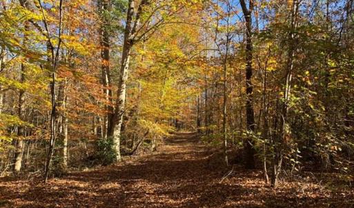 Photo of 302 + / - Acres of Hunting and Timberland for Sale in Sussex County VA!
