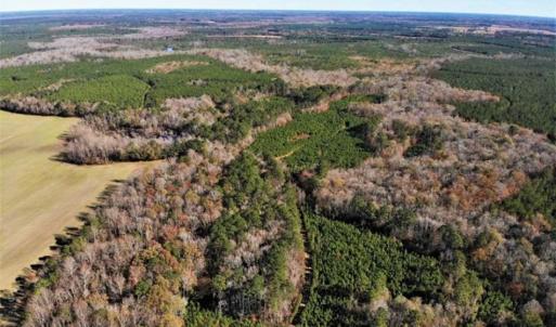 Photo of 302 + / - Acres of Hunting and Timberland for Sale in Sussex County VA!