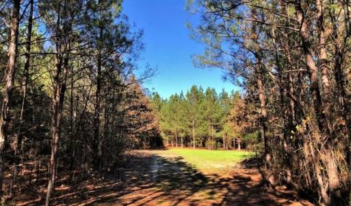 Photo of 302 + / - Acres of Hunting and Timberland for Sale in Sussex County VA!