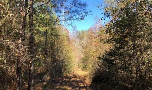 Photo of 302 + / - Acres of Hunting and Timberland for Sale in Sussex County VA!