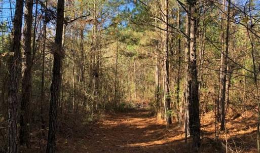 Photo of 302 + / - Acres of Hunting and Timberland for Sale in Sussex County VA!