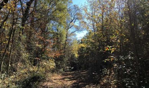 Photo of 302 + / - Acres of Hunting and Timberland for Sale in Sussex County VA!