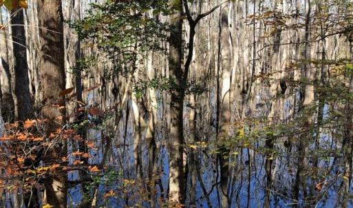 Photo of 302 + / - Acres of Hunting and Timberland for Sale in Sussex County VA!