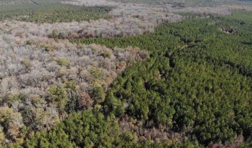 Photo of 302 + / - Acres of Hunting and Timberland for Sale in Sussex County VA!