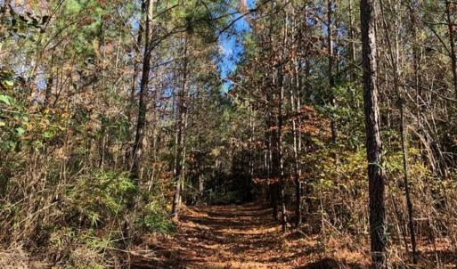 Photo of 302 + / - Acres of Hunting and Timberland for Sale in Sussex County VA!