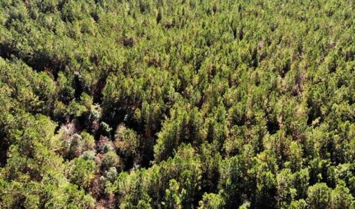 Photo of 302 + / - Acres of Hunting and Timberland for Sale in Sussex County VA!