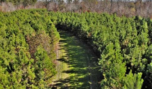 Photo of 302 + / - Acres of Hunting and Timberland for Sale in Sussex County VA!
