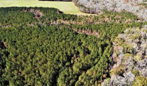 Photo of 302 + / - Acres of Hunting and Timberland for Sale in Sussex County VA!