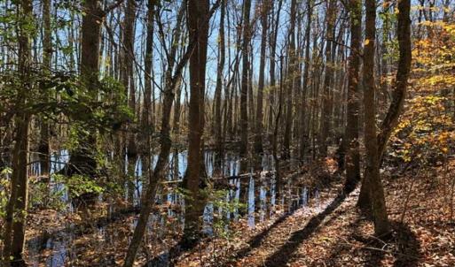 Photo of 302 + / - Acres of Hunting and Timberland for Sale in Sussex County VA!