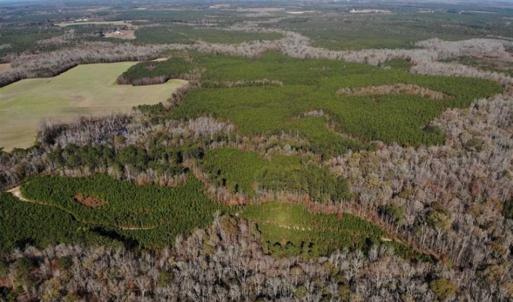 Photo of 302 + / - Acres of Hunting and Timberland for Sale in Sussex County VA!
