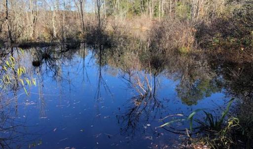 Photo of 302 + / - Acres of Hunting and Timberland for Sale in Sussex County VA!
