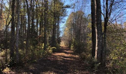 Photo of 302 + / - Acres of Hunting and Timberland for Sale in Sussex County VA!