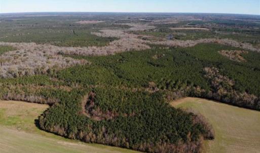 Photo of 302 + / - Acres of Hunting and Timberland for Sale in Sussex County VA!