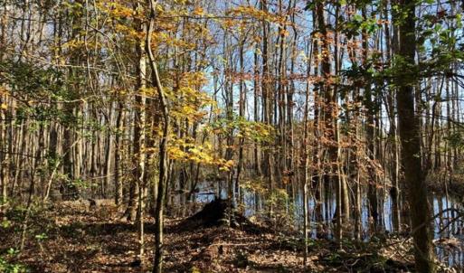 Photo of 302 + / - Acres of Hunting and Timberland for Sale in Sussex County VA!