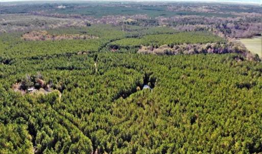 Photo of 302 + / - Acres of Hunting and Timberland for Sale in Sussex County VA!