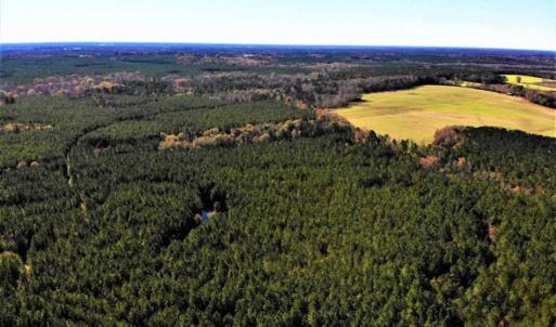 Photo of 302 + / - Acres of Hunting and Timberland for Sale in Sussex County VA!