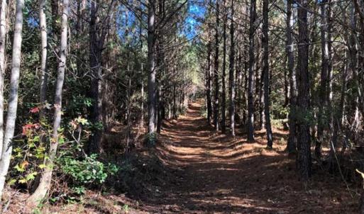 Photo of 302 + / - Acres of Hunting and Timberland for Sale in Sussex County VA!
