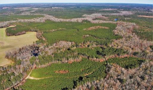 Photo of 302 + / - Acres of Hunting and Timberland for Sale in Sussex County VA!