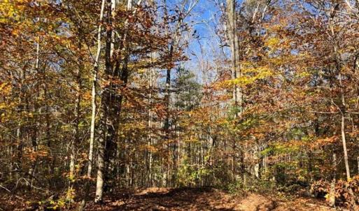 Photo of 302 + / - Acres of Hunting and Timberland for Sale in Sussex County VA!