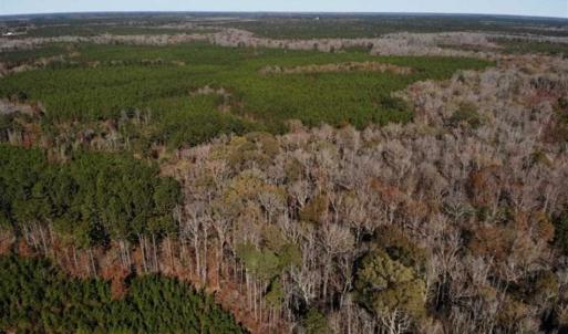 Photo of 302 + / - Acres of Hunting and Timberland for Sale in Sussex County VA!