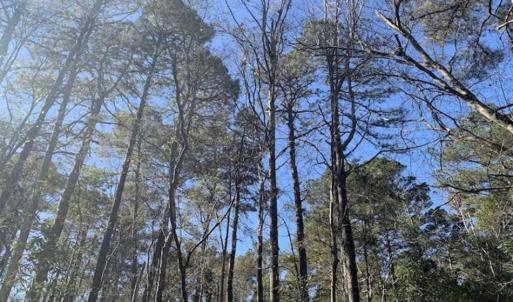 Photo of UNDER CONTRACT!!  50 Acres of Recreational and Hunting Land for Sale in Cumberland County NC!