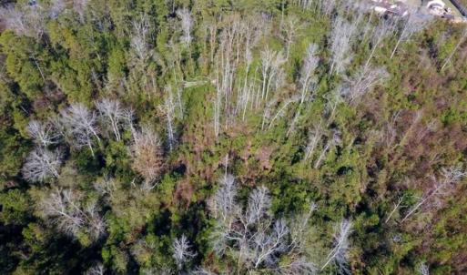 Photo of UNDER CONTRACT!!  50 Acres of Recreational and Hunting Land for Sale in Cumberland County NC!