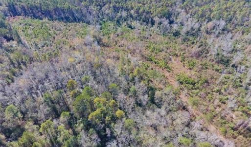 Photo of UNDER CONTRACT!!  50 Acres of Recreational and Hunting Land for Sale in Cumberland County NC!