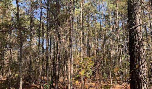 Photo of UNDER CONTRACT!!  50 Acres of Recreational and Hunting Land for Sale in Cumberland County NC!