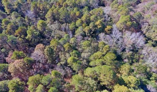 Photo of UNDER CONTRACT!!  50 Acres of Recreational and Hunting Land for Sale in Cumberland County NC!