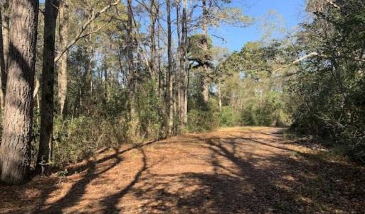 Photo of UNDER CONTRACT!!  50 Acres of Recreational and Hunting Land for Sale in Cumberland County NC!
