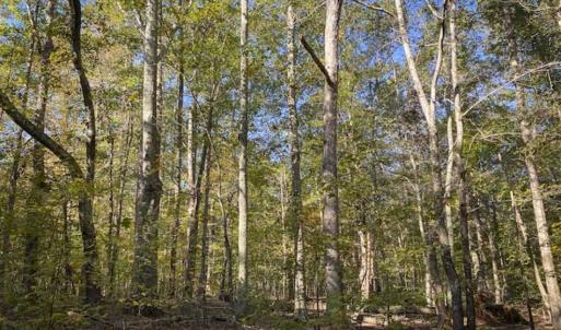 Photo of 9.28 +/-  acres of Building / Recreational Land for Sale in Person County, NC!
