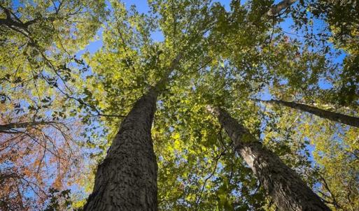 Photo of 9.28 +/-  acres of Building / Recreational Land for Sale in Person County, NC!