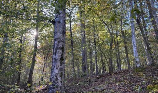 Photo of 9.28 +/-  acres of Building / Recreational Land for Sale in Person County, NC!