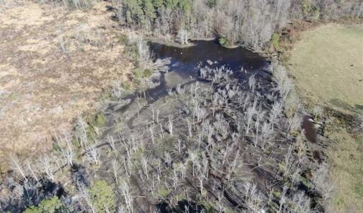 Photo of UNDER CONTRACT!!  146 acres of Timberland and Farmland For Sale in Robeson County, NC!