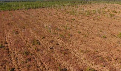 Photo of UNDER CONTRACT!!  100 Acres of Farmland, Timberland, and Hunting Land For Sale in Jones County NC!