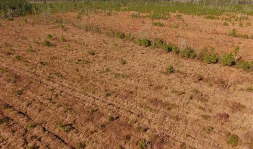 Photo of UNDER CONTRACT!!  100 Acres of Farmland, Timberland, and Hunting Land For Sale in Jones County NC!