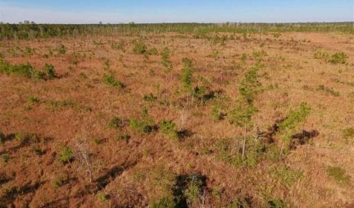 Photo of UNDER CONTRACT!!  100 Acres of Farmland, Timberland, and Hunting Land For Sale in Jones County NC!