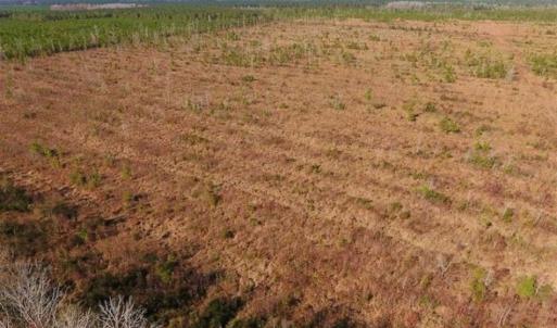 Photo of UNDER CONTRACT!!  100 Acres of Farmland, Timberland, and Hunting Land For Sale in Jones County NC!