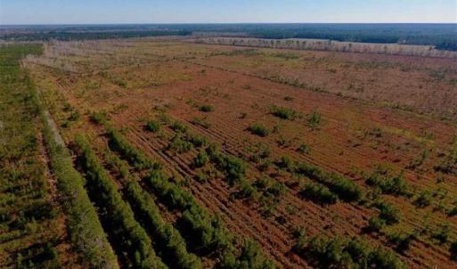 Photo of UNDER CONTRACT!!  100 Acres of Farmland, Timberland, and Hunting Land For Sale in Jones County NC!